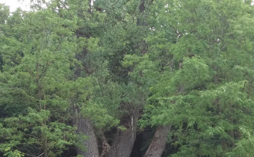 5_Raudones juodoji tuopa (3)_r1.jpg